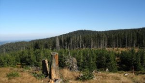 Smrčina